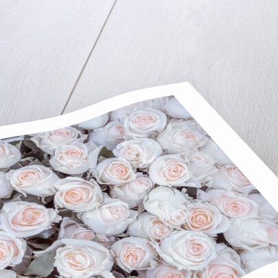 Full frame of Roses by Assaf Frank